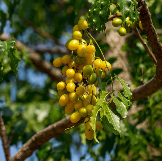 An Overview on the Anticancer Activity of Azadirachta indica (Neem) in Gynecological Cancers - NativeNeem