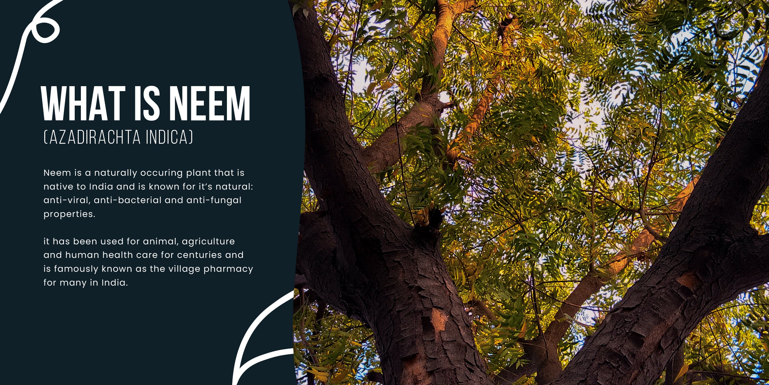 NATIVENEEM ABOUT NEEM