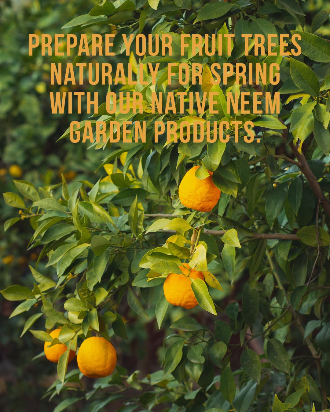 What Is Organic Insecticide? A Natural Way to Protect Your Plants