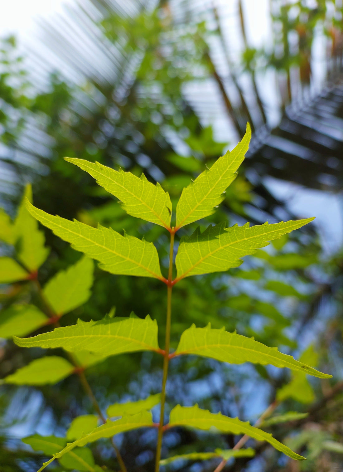 Benefits of neem for skin - NativeNeem