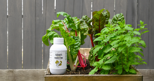 Nativeneem Organic Seaweed Tonic for plants and soil