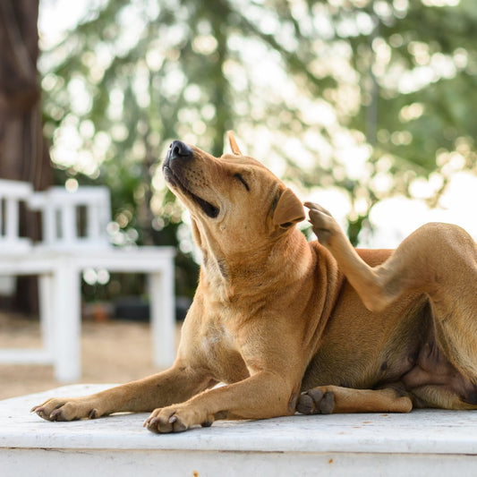 Understanding and Managing Atopic Dermatitis in Pets - NativeNeem